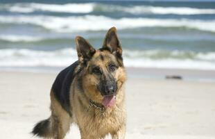 allemand berger sur le plage photo