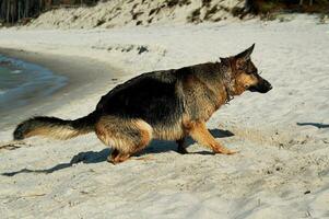 allemand berger sur le plage photo