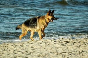 allemand berger sur le plage photo