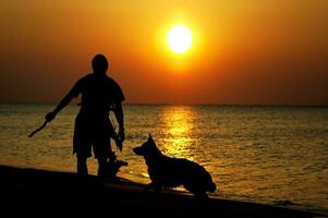 allemand berger sur le plage le coucher du soleil photo