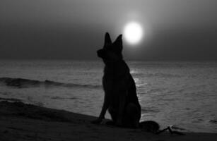 allemand berger sur le plage le coucher du soleil photo