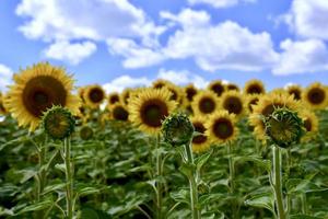 champ de tournesols sous un ciel bleu photo