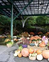 citrouilles et courges d'action de grâce photo