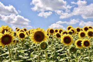 champ de tournesols sous un ciel bleu photo