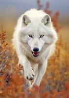 le Loup regard, une moment de la vie dans le Arctique région sauvage. ai génératif photo