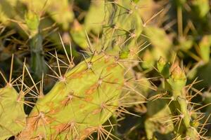 une cactus plante avec beaucoup tranchant épines photo