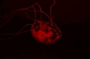 une méduse dans le foncé avec rouge lumière photo