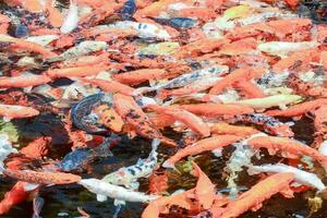 une étang avec rouge des poissons photo