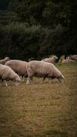 troupeau de laineux mouton sur une campagne ferme photo