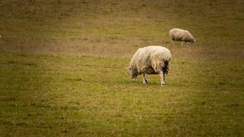 troupeau de laineux mouton sur une campagne ferme photo