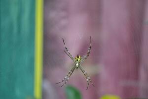 photo de une araignée pendaison sur ses la toile