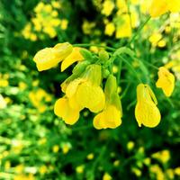 moutarde pétrole usine, moutarde fleur plante photo
