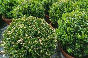 Jeune buxus sempervirens déco Balle dans jardin garderie centre. ornamétal boîte plante ou buis dans fleur marmites. printemps temps. proche en haut, sélectif concentrer photo