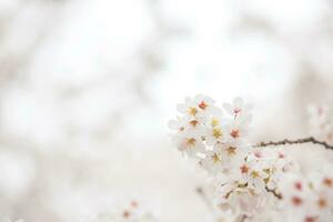 Cerise fleur fleur dans printemps pour Contexte ou copie espace pour texte photo