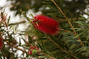 rouge fleur sur une arbuste dans une recours sur vacances dans Egypte photo