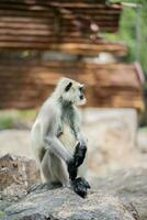 singe assis sur un rocher photo