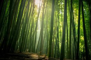 brillant lumière du soleil filtration par bambou forêt ai génératif photo