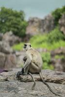 mère singe prend se soucier de bébé photo