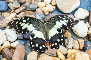 proche en haut de Jaune papillon photo