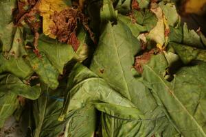 le tabac feuilles cette sont vieux et prêt à être traité photo