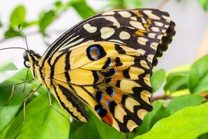 proche en haut de Jaune papillon photo