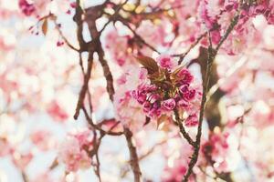 épanouissement Sakura arbre bifurquer, abstrait printemps Contexte photo