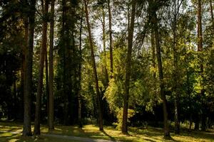 étourdissant été paysage avec pin forêt. incroyable sauvage la nature en dessous de vif lumière du soleil. scénique image de Fée conte paysage dans été. Créatif image photo