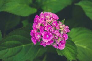 épanouissement rose hortensia ou Hortensia Contexte. été jardin. proche en haut, sélectif concentrer photo