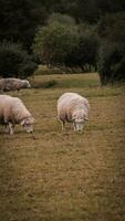 troupeau de laineux mouton sur une campagne ferme photo