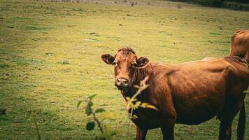 rural Prairie pâturage marron bétail dans vert pâturage photo