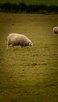 troupeau de laineux mouton sur une campagne ferme photo