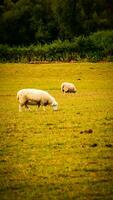 troupeau de laineux mouton sur une campagne ferme photo