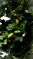 détaillé macro coup de européen chêne feuille et gland photo