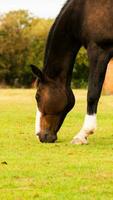 châtaigne beauté fermer de une étourdissant cheval photo