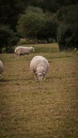 troupeau de laineux mouton sur une campagne ferme photo