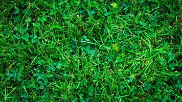 texture Contexte de vert herbe photo