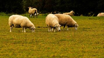 troupeau de laineux mouton sur une campagne ferme photo