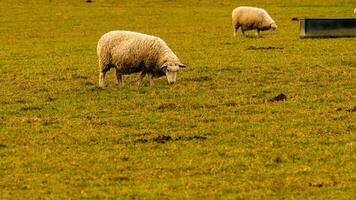 troupeau de laineux mouton sur une campagne ferme photo