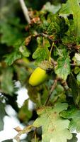 détaillé macro coup de européen chêne feuille et gland photo