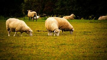 troupeau de laineux mouton sur une campagne ferme photo