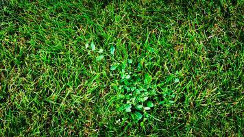 texture Contexte de vert herbe photo