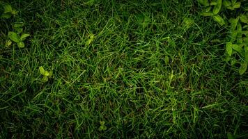 texture Contexte de vert herbe photo