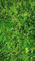 texture Contexte de vert herbe photo