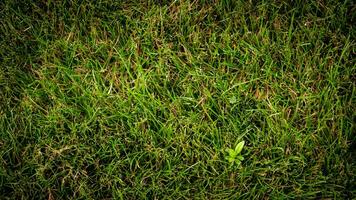 texture Contexte de vert herbe photo