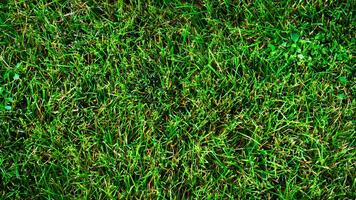 texture Contexte de vert herbe photo