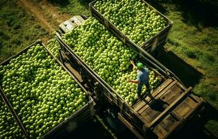 Pomme récolte, petit chargeurs, chariot élévateur camions, équipement chargement une grand camion, et wagon avec grand en bois caisses plein de vert pommes. une yeux d'oiseau voir. ai génératif photo