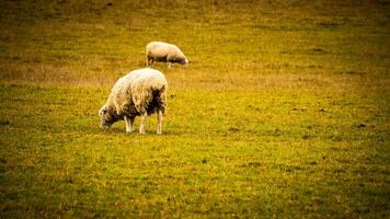 troupeau de laineux mouton sur une campagne ferme photo