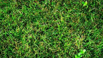 texture Contexte de vert herbe photo