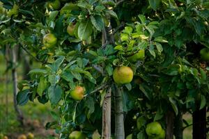 pommes vertes sur une branche d & # 39; arbre photo