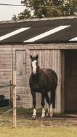 châtaigne beauté fermer de une étourdissant cheval photo